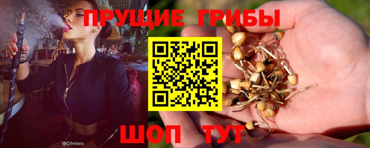 Богданович  Галлюциногенные грибы Magic Shrooms  Вход с VPN  Галлюциногенные грибы Cubensis 